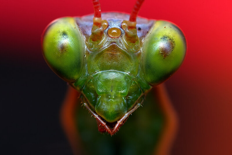 Praying Mantis Head — Green, Dramatic