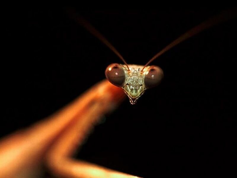 Praying Mantis Head