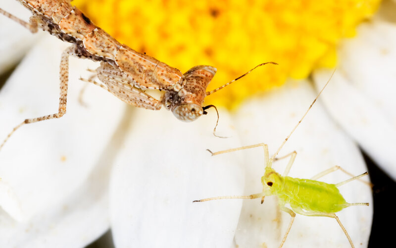 Praying mantis hunting aphid