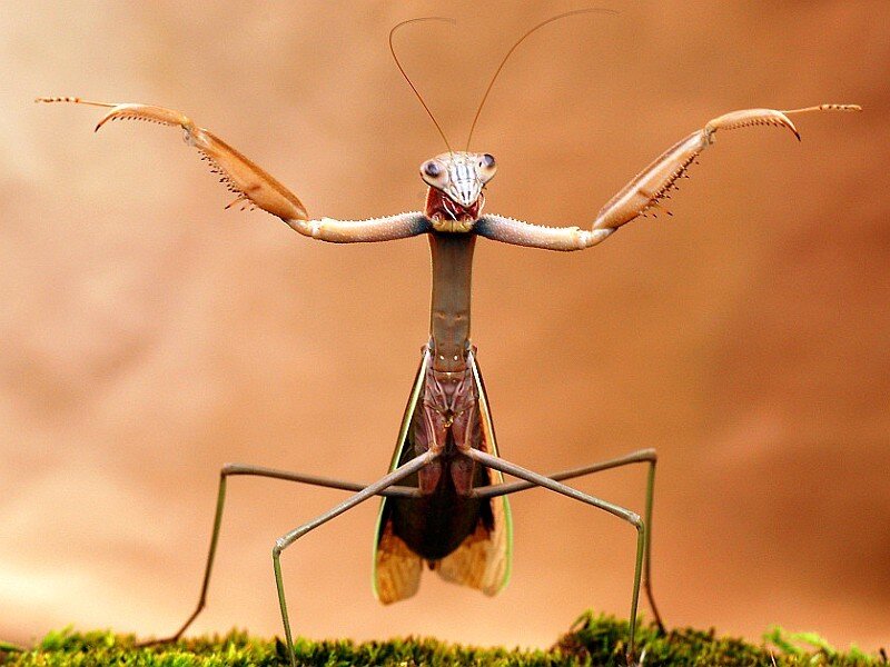 praying mantis in defensive pose