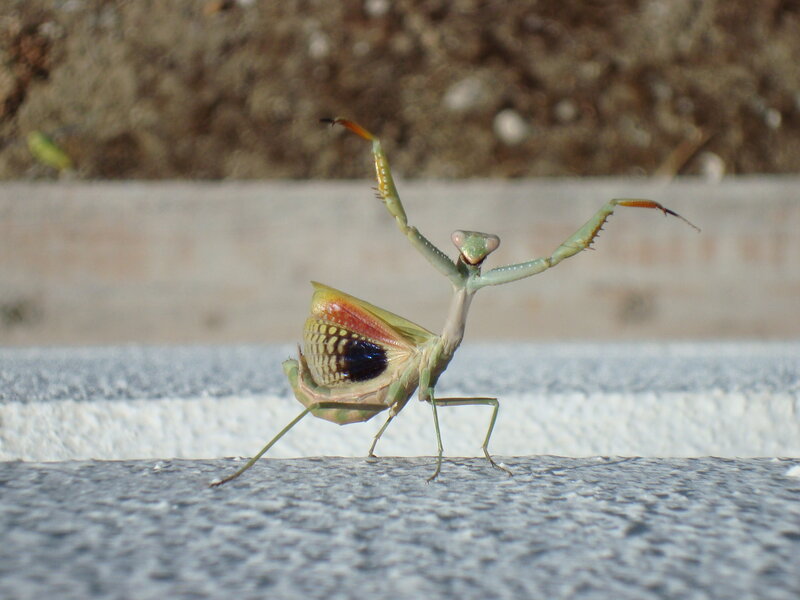 praying mantis in defensive pose