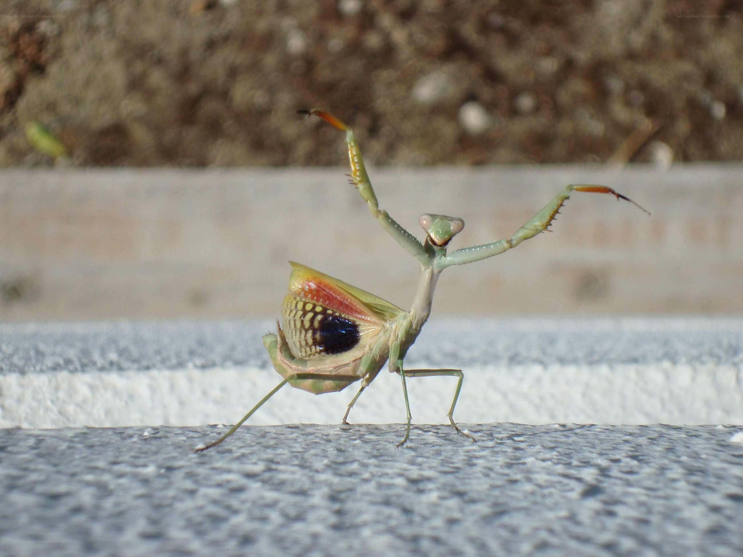 praying mantis in defensive pose