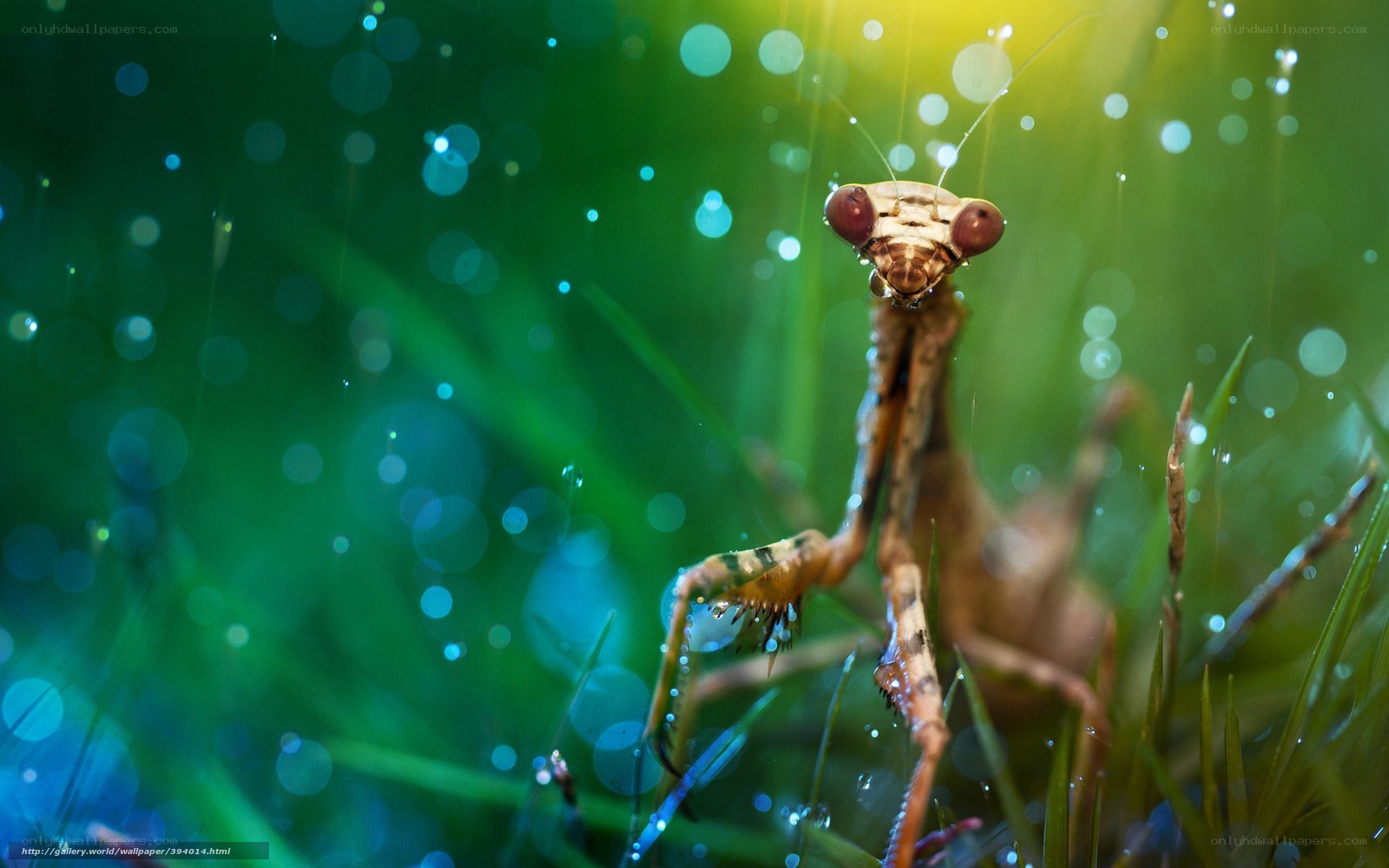 Praying mantis in dewy grass