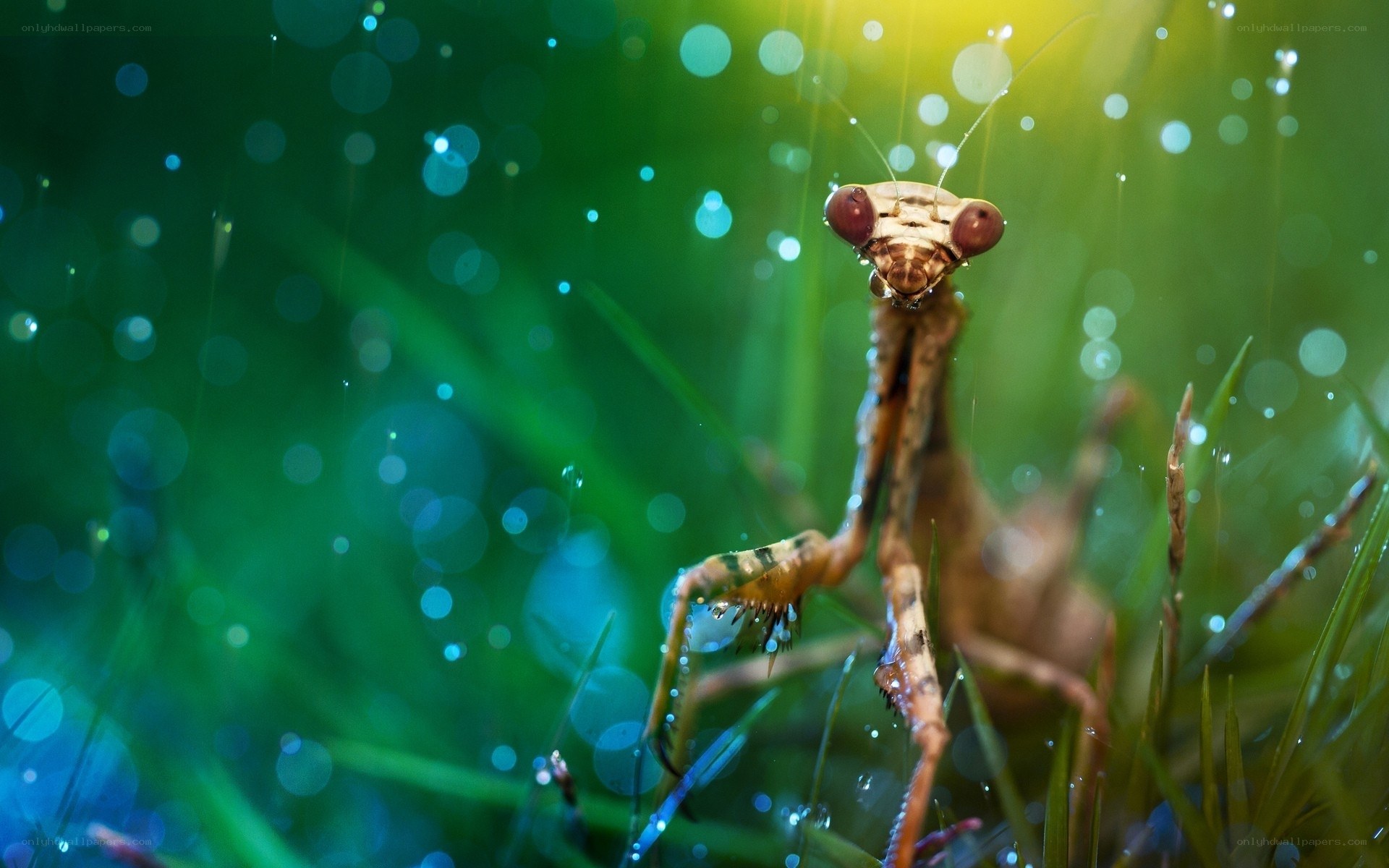 Praying mantis in dewy grass