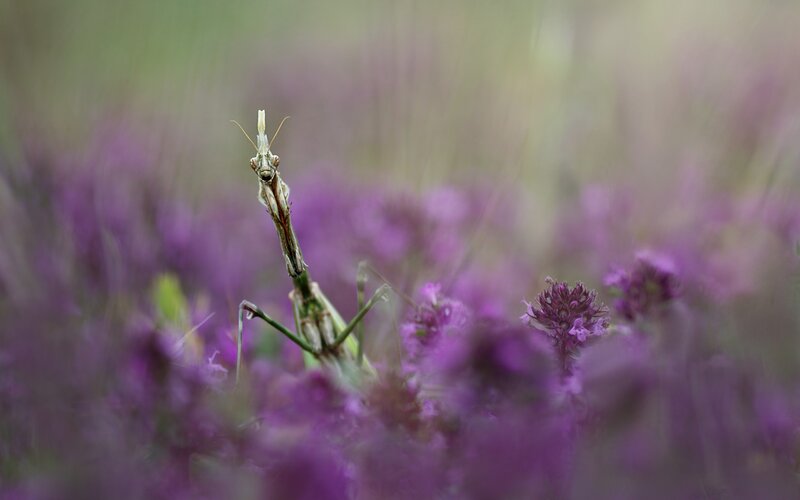Praying Mantis in Flowers
