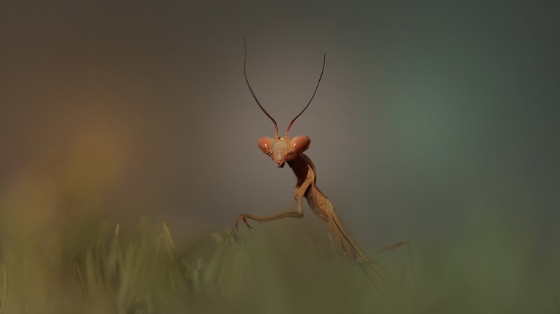 Praying Mantis in Grass — Brown, Dramatic