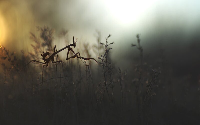 Praying Mantis in Grass — Brown