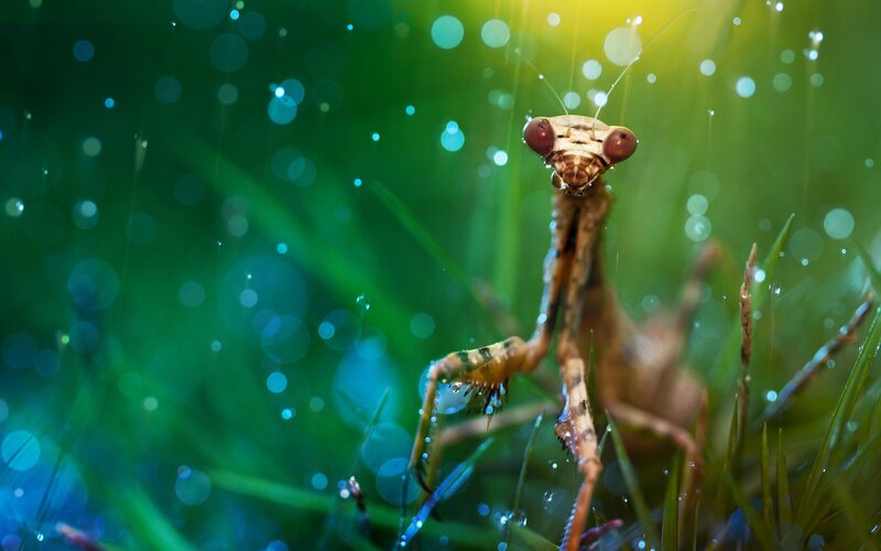 Praying Mantis in Grass — Green, Natural