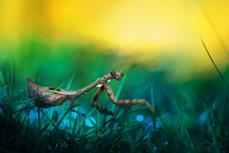 Praying Mantis in Grass — Green, Serene, Afternoon
