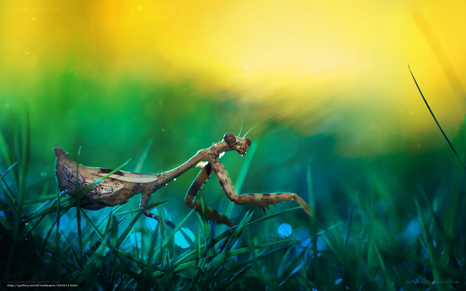 Praying mantis in grass
