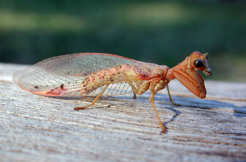 praying mantis lacewing insect