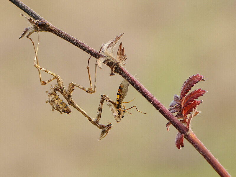 Praying mantis molting