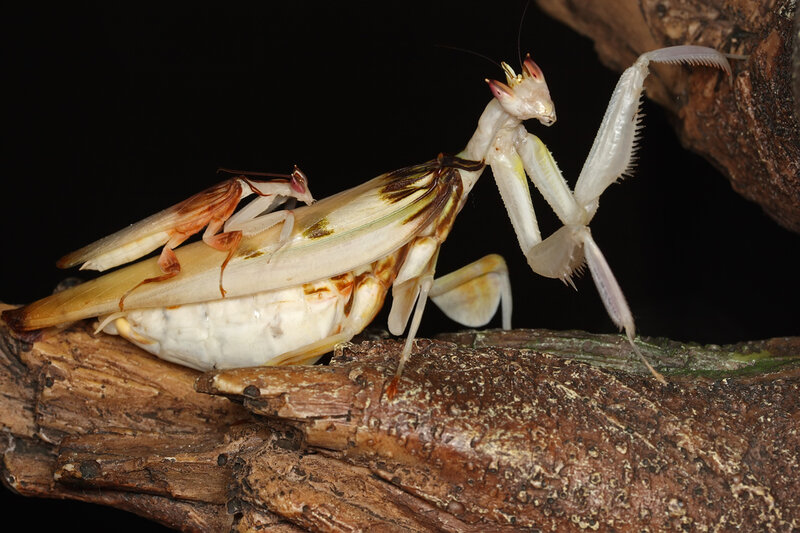 Praying Mantis Molting — Brown