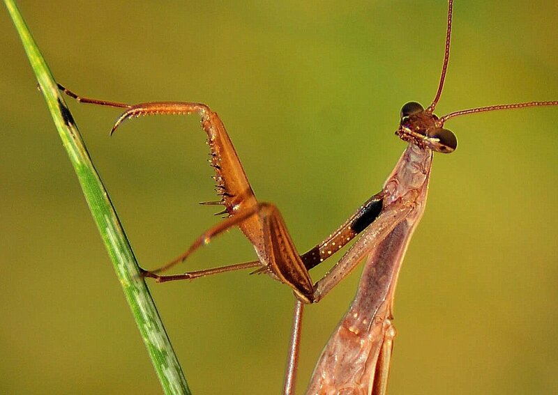 praying mantis on a blade of grass