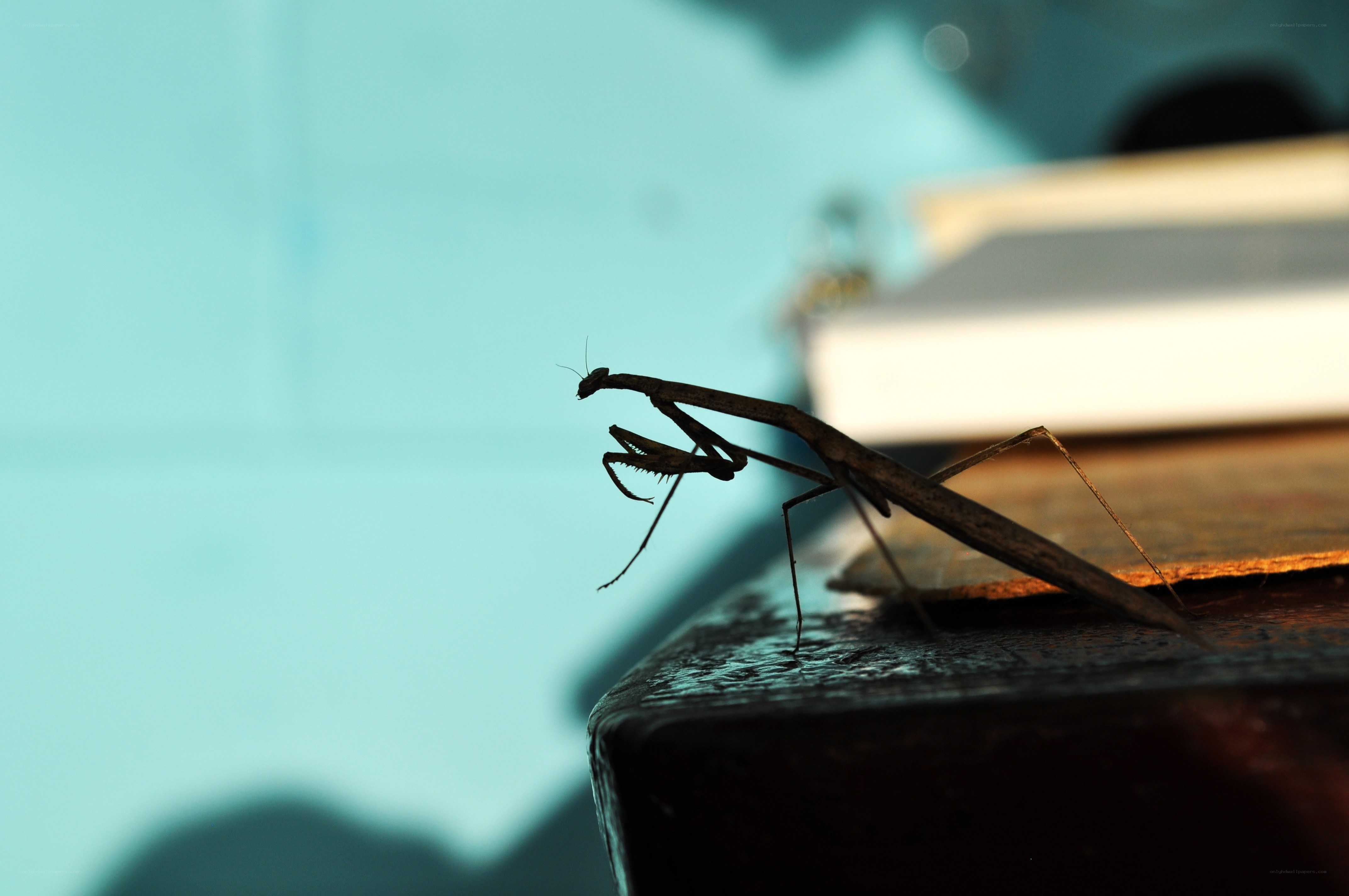 praying mantis on a book