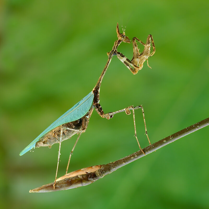 Praying mantis on a branch