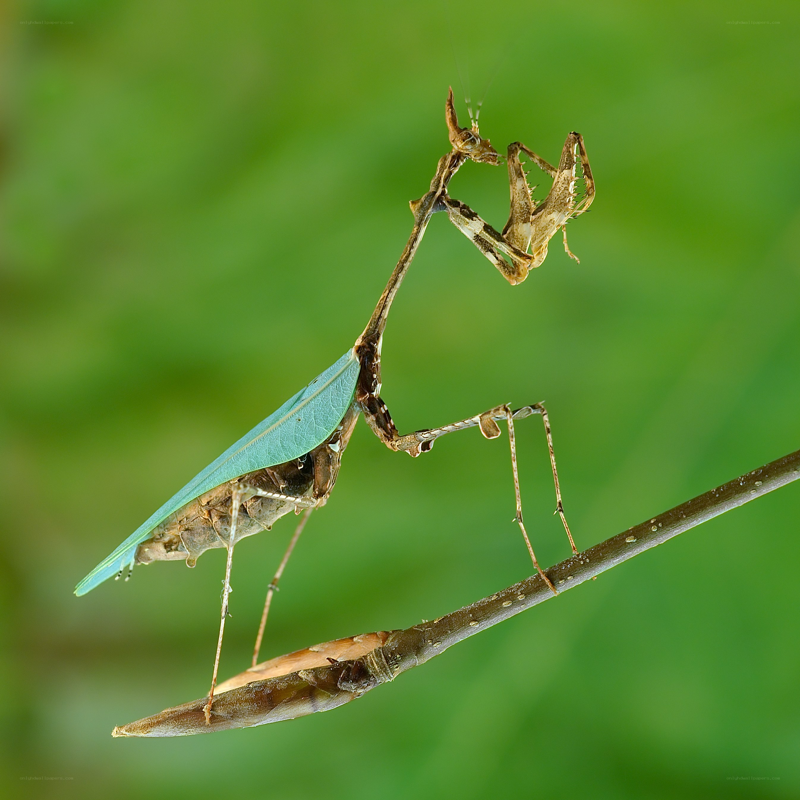 Praying mantis on a branch