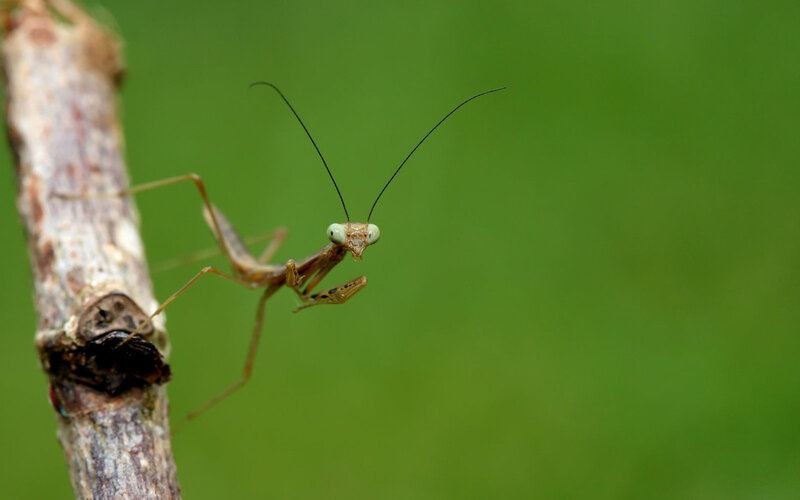 praying mantis on a branch