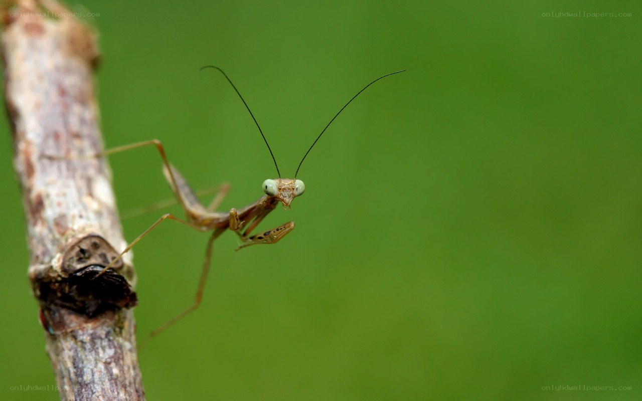 praying mantis on a branch