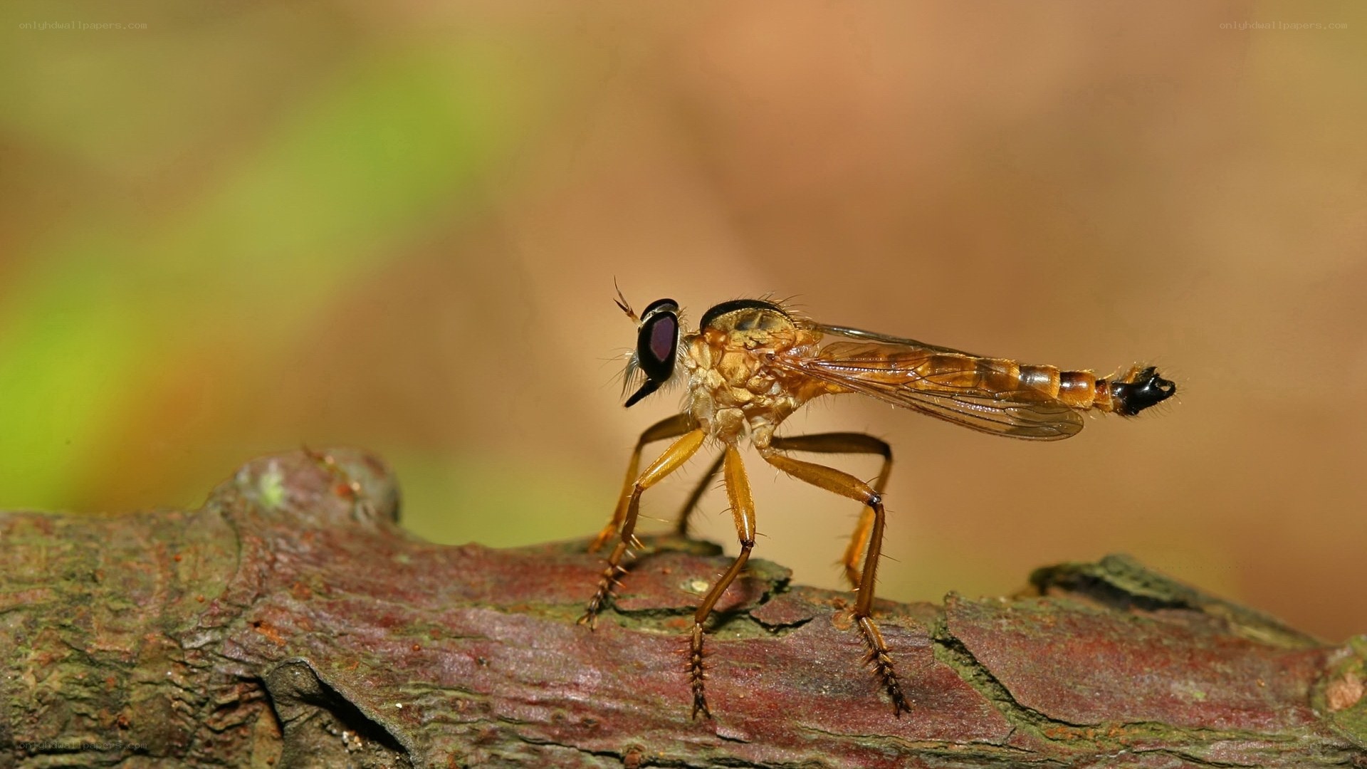 praying mantis on a branch