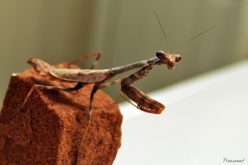 praying mantis on a brick