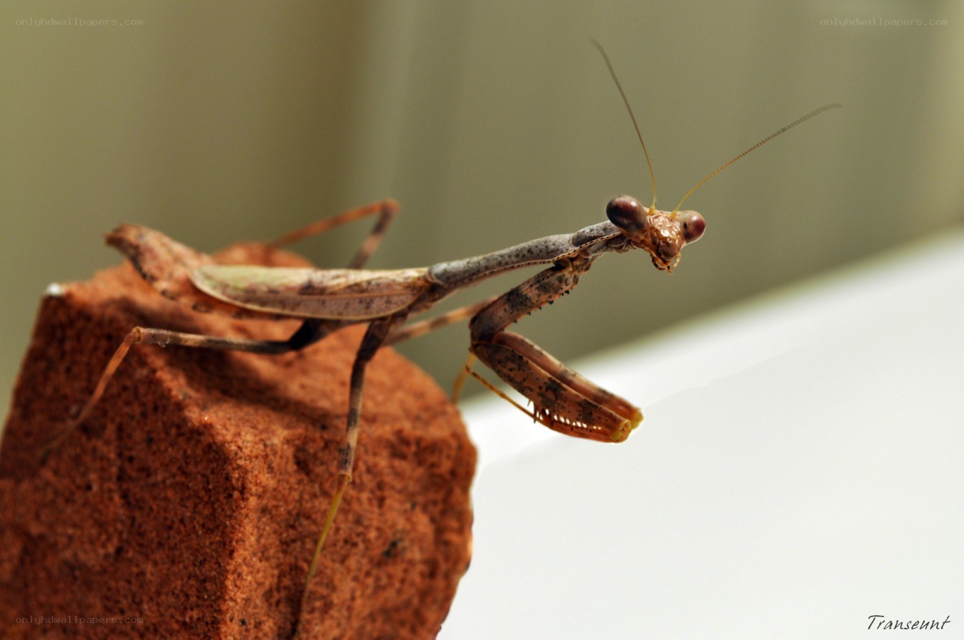praying mantis on a brick