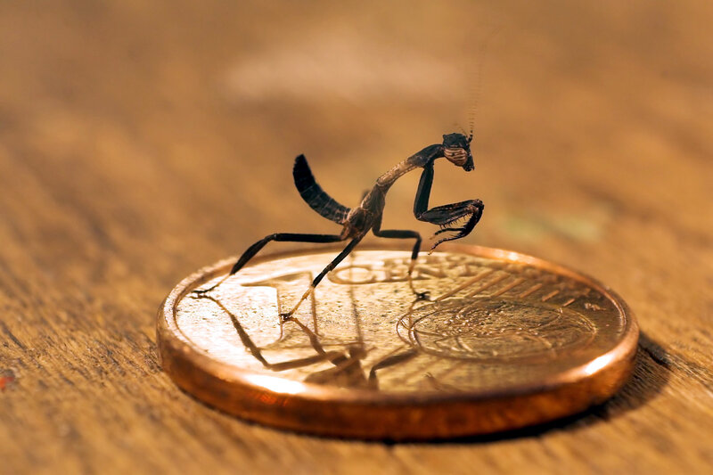 praying mantis on a coin