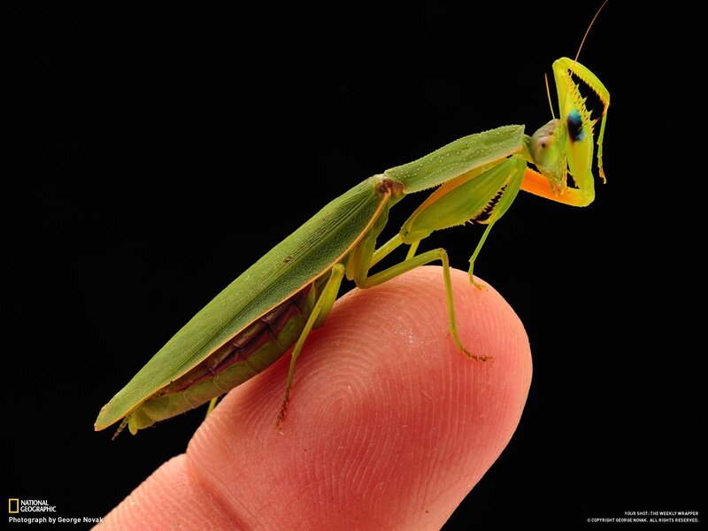 praying mantis on a finger
