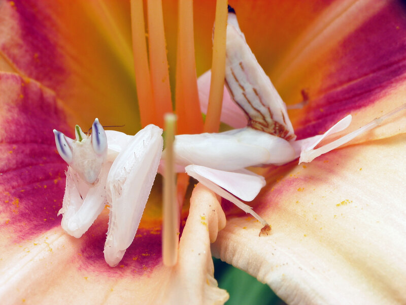 praying mantis on a flower