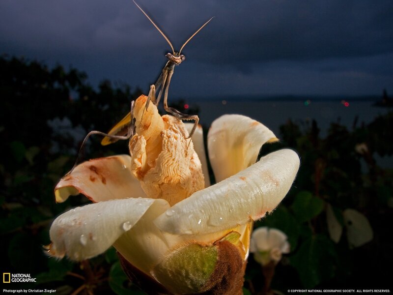 praying mantis on a flower