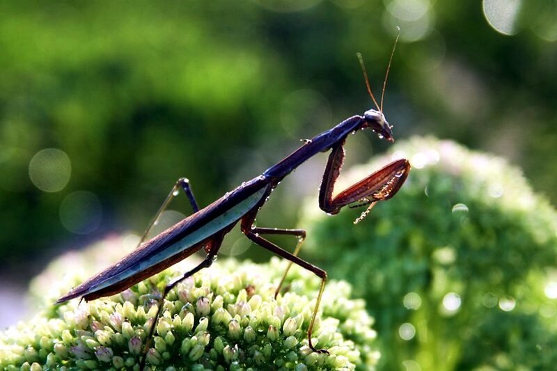 praying mantis on a flower