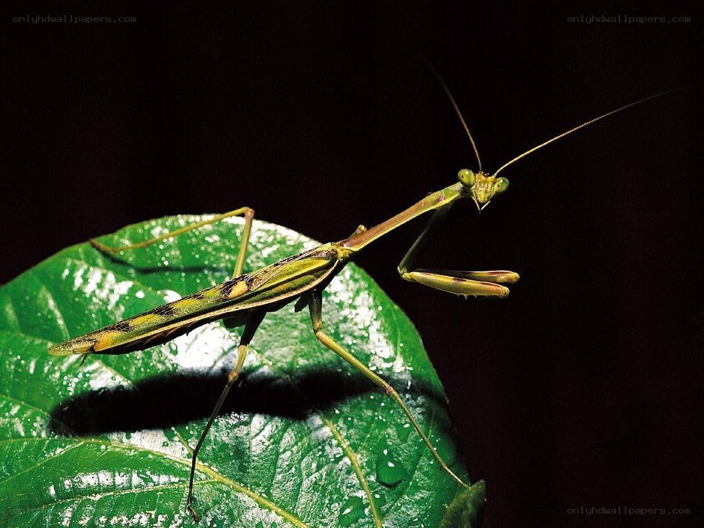 praying mantis on a leaf