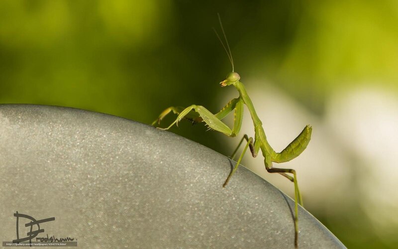 praying mantis on a leaf