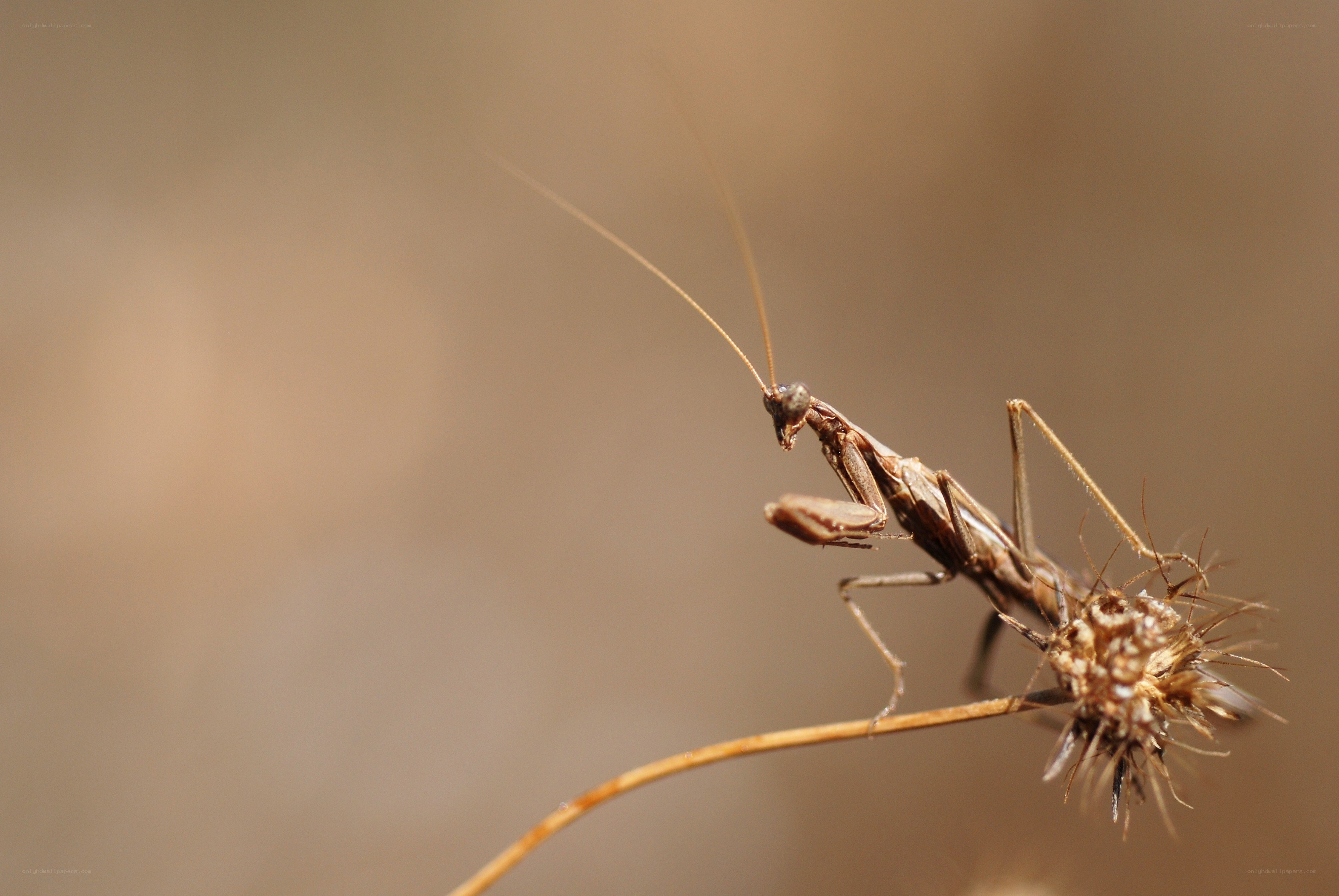 praying mantis on a plant