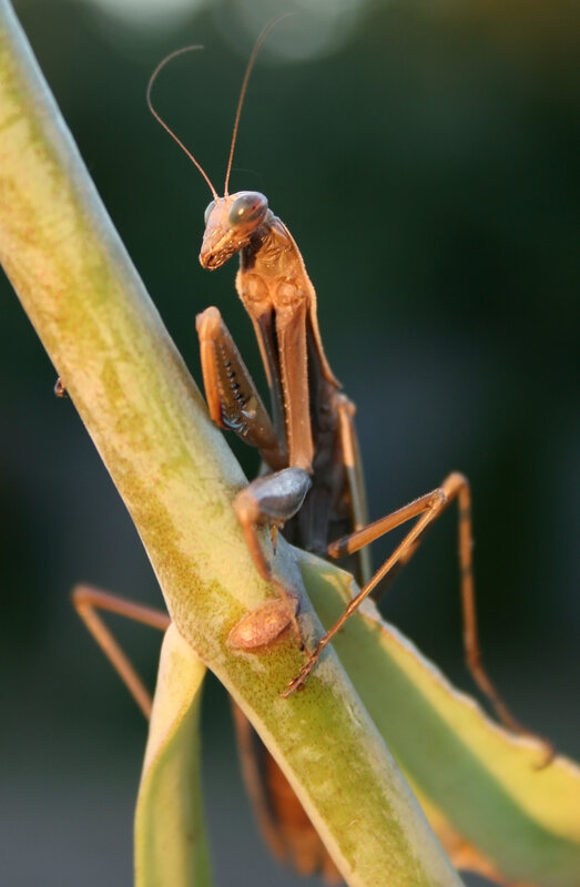 praying mantis on a plant stem