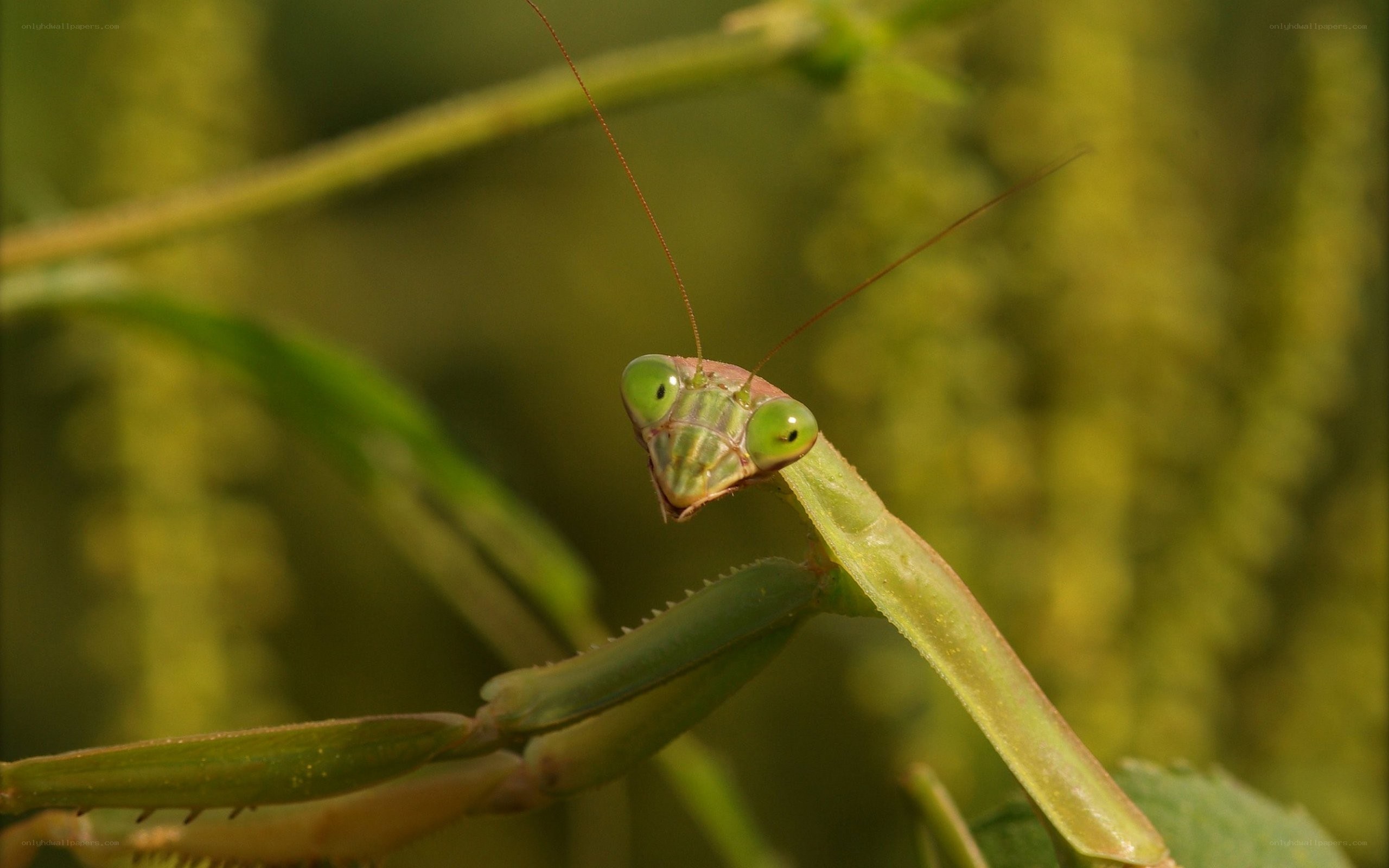 praying mantis on a stem