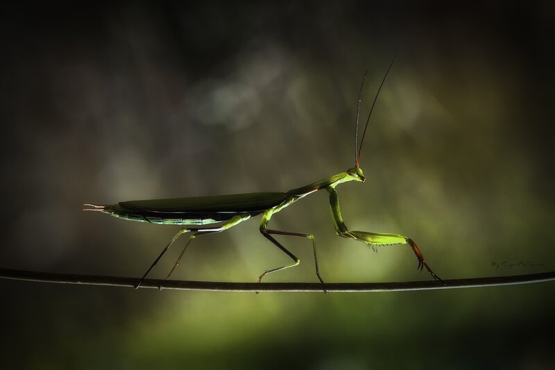 praying mantis on a twig