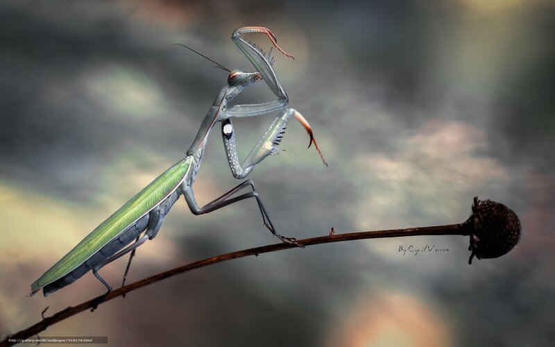 praying mantis on a twig