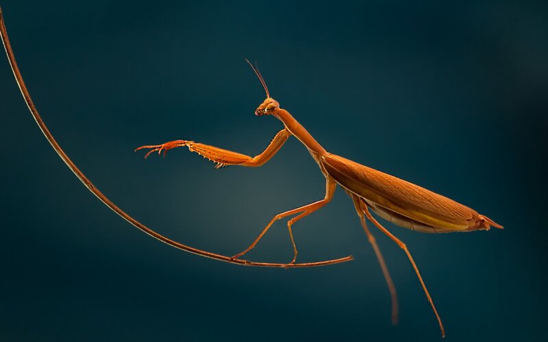 Praying Mantis on Branch — Brown, Dramatic