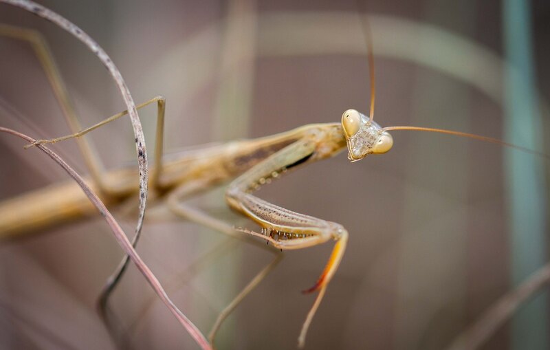 Praying Mantis on Branch — Brown