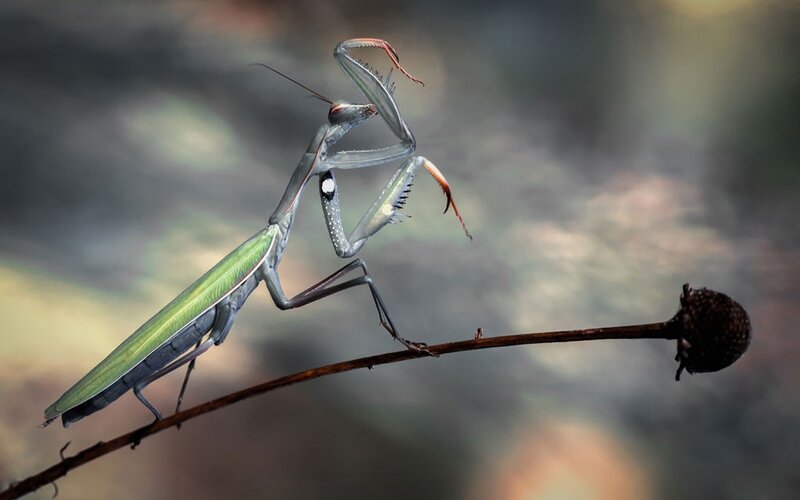 Praying Mantis on Branch — Green, Natural