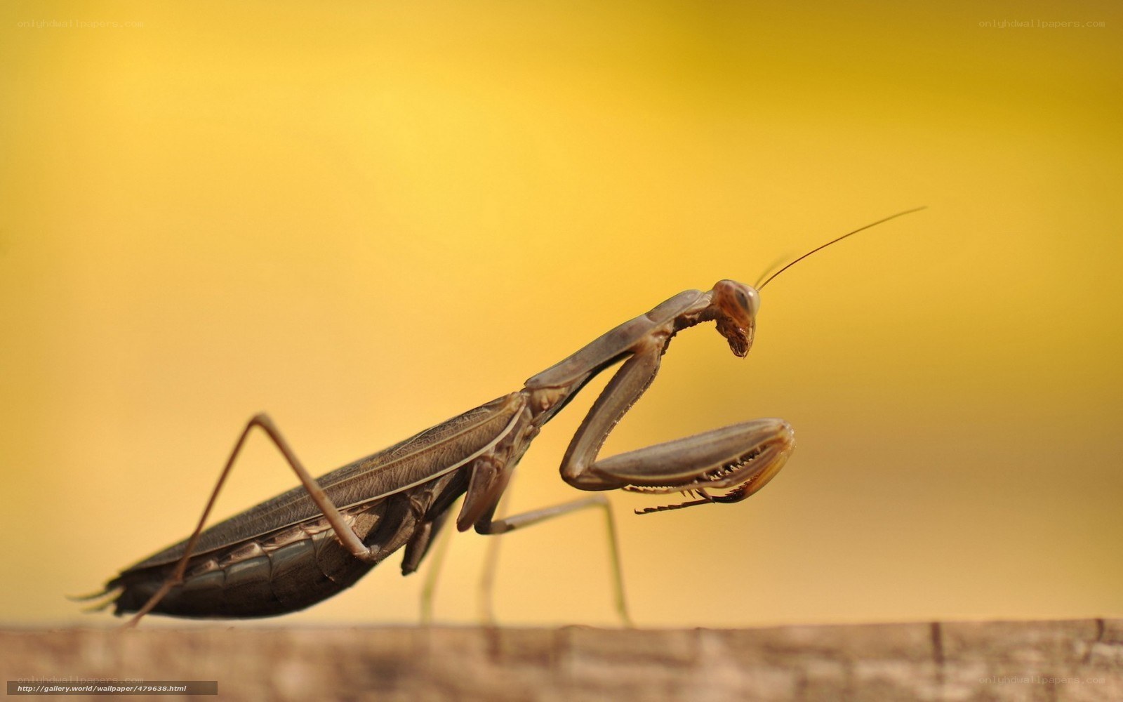 praying mantis on branch