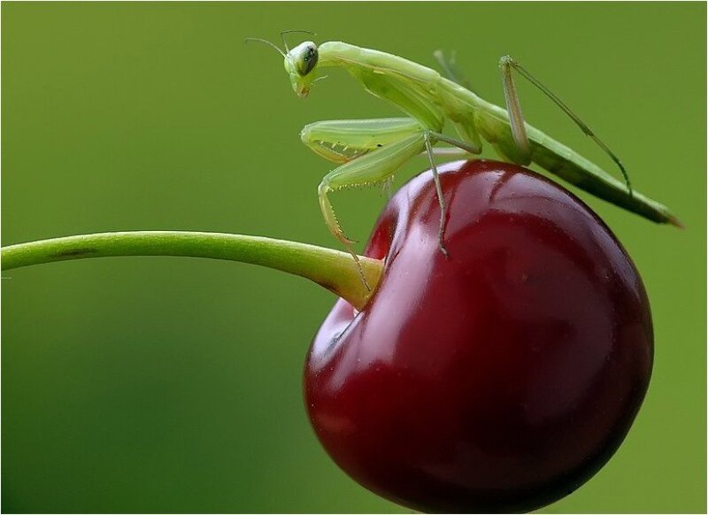 Praying Mantis on Cherry