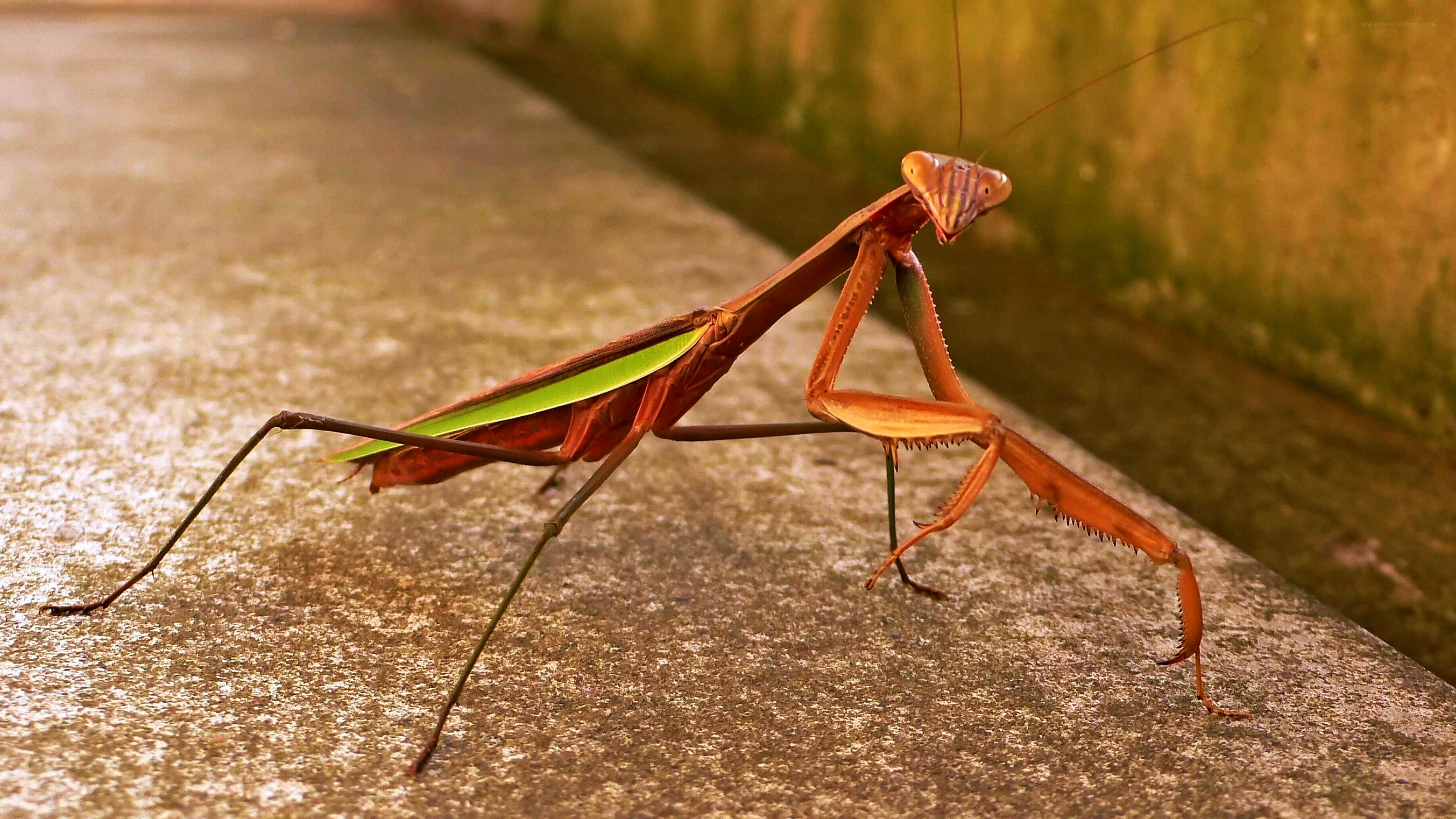 praying mantis on concrete