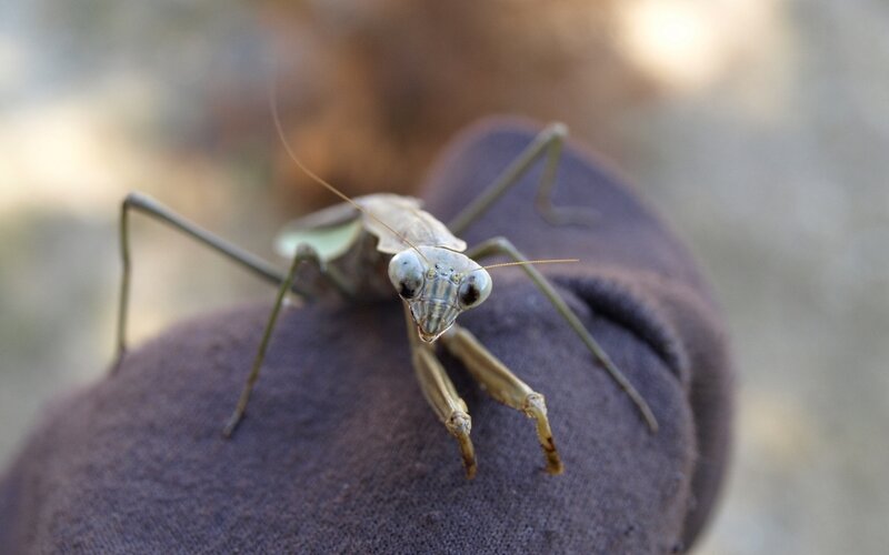 praying mantis on fabric