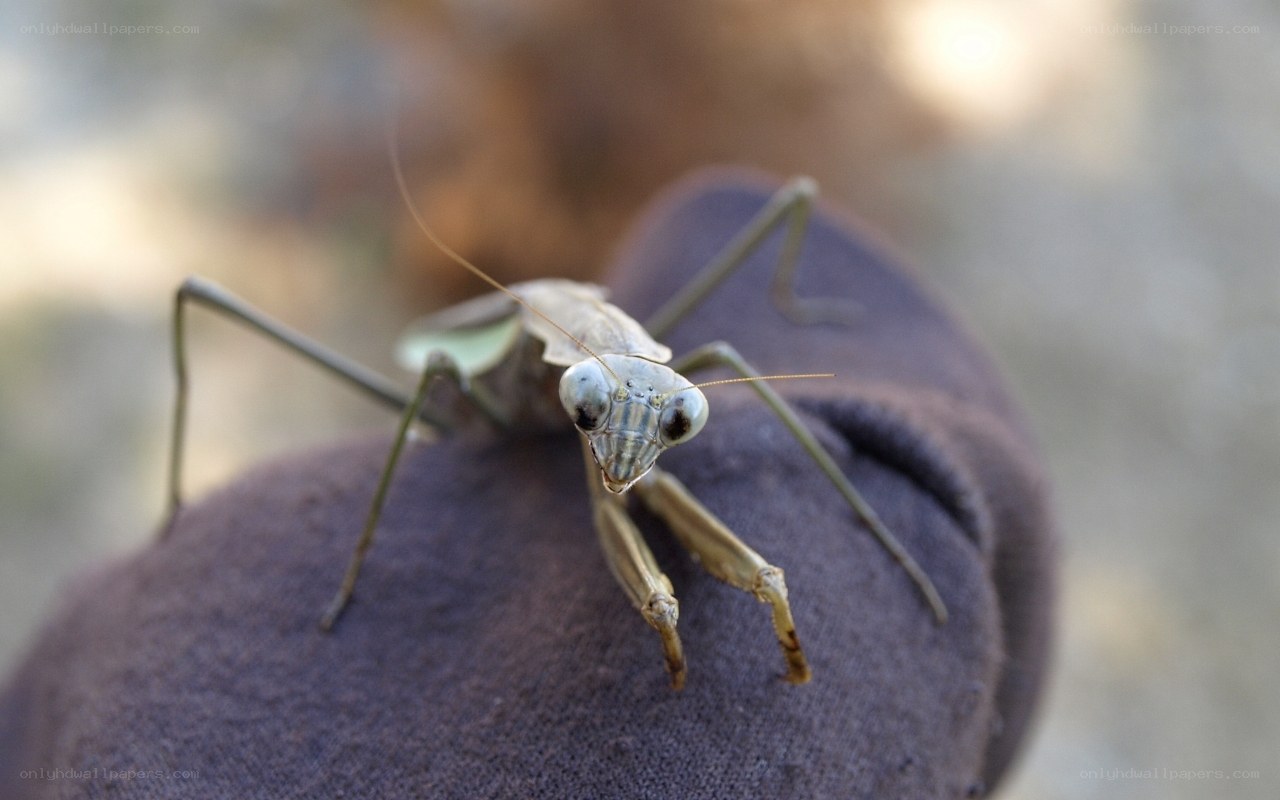 praying mantis on fabric