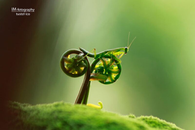 Praying Mantis on Fern — Green