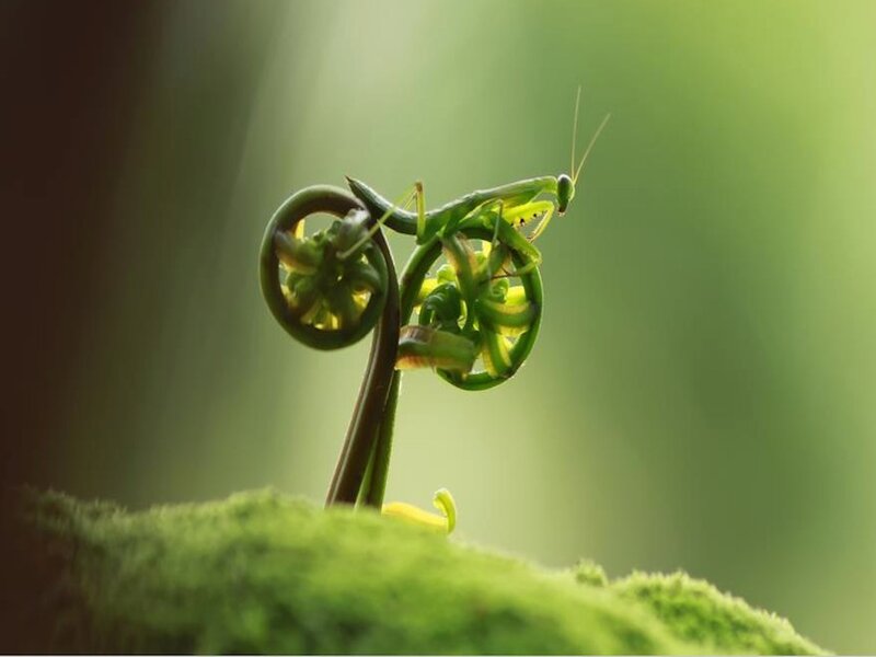 Praying Mantis on Fern