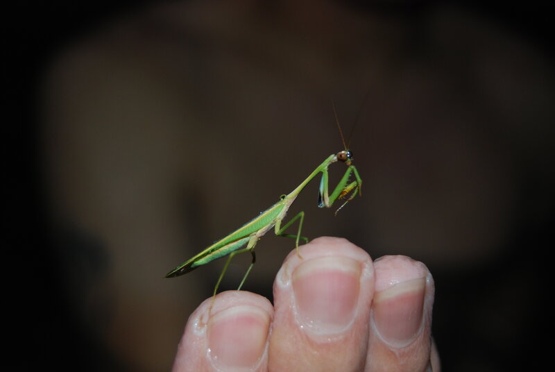 praying mantis on finger