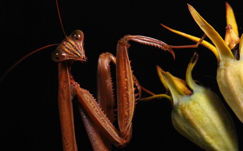 Praying mantis on flower